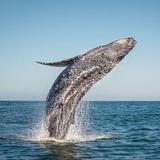 Dana Wharf Sportfishing & Whale Watching Dana Point