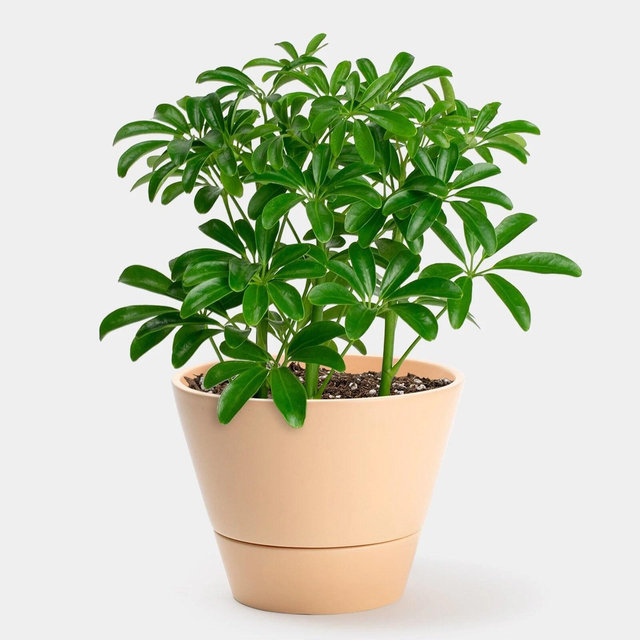 Schefflera arboricola Starter Plant (ALL STARTER PLANTS require you to purchase 2 plants!)