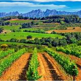 Wine taste through Penedès