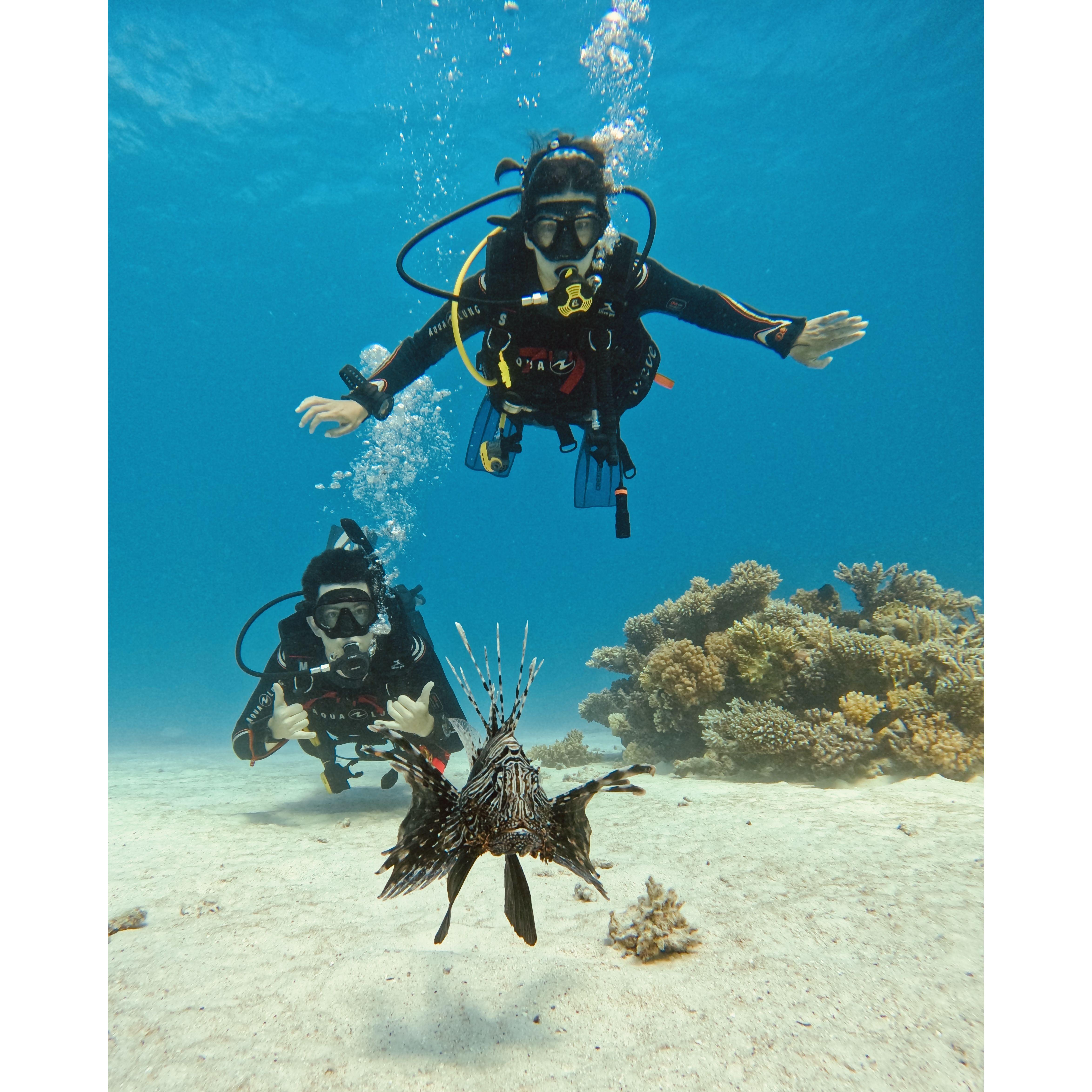 Diving in the Red Sea in Egypt. We had a very photogenic lionfish.