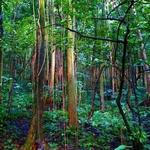 Diamond Falls Botanical Gardens & Mineral Baths