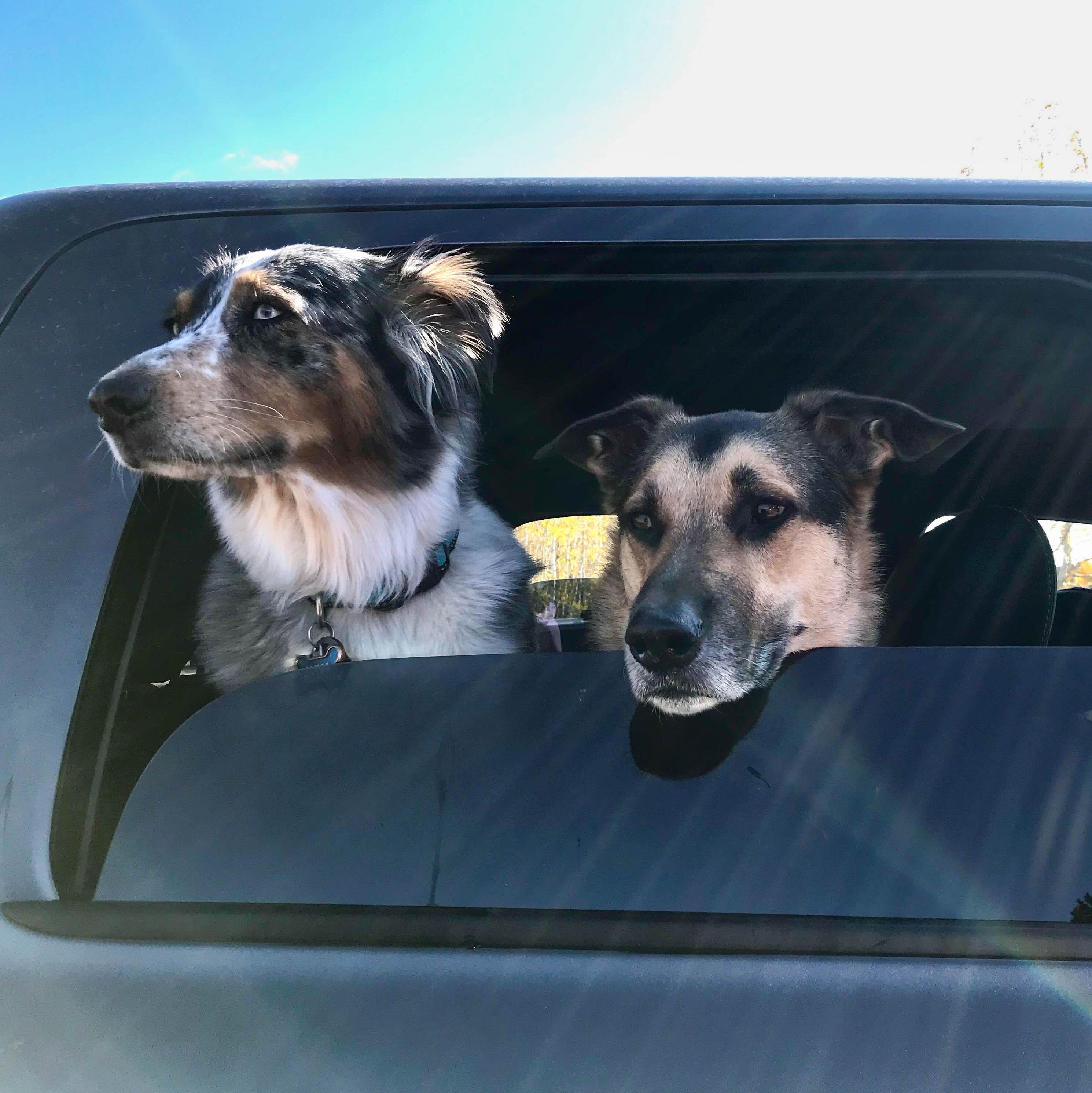 Luna and Balto on a roadtrip