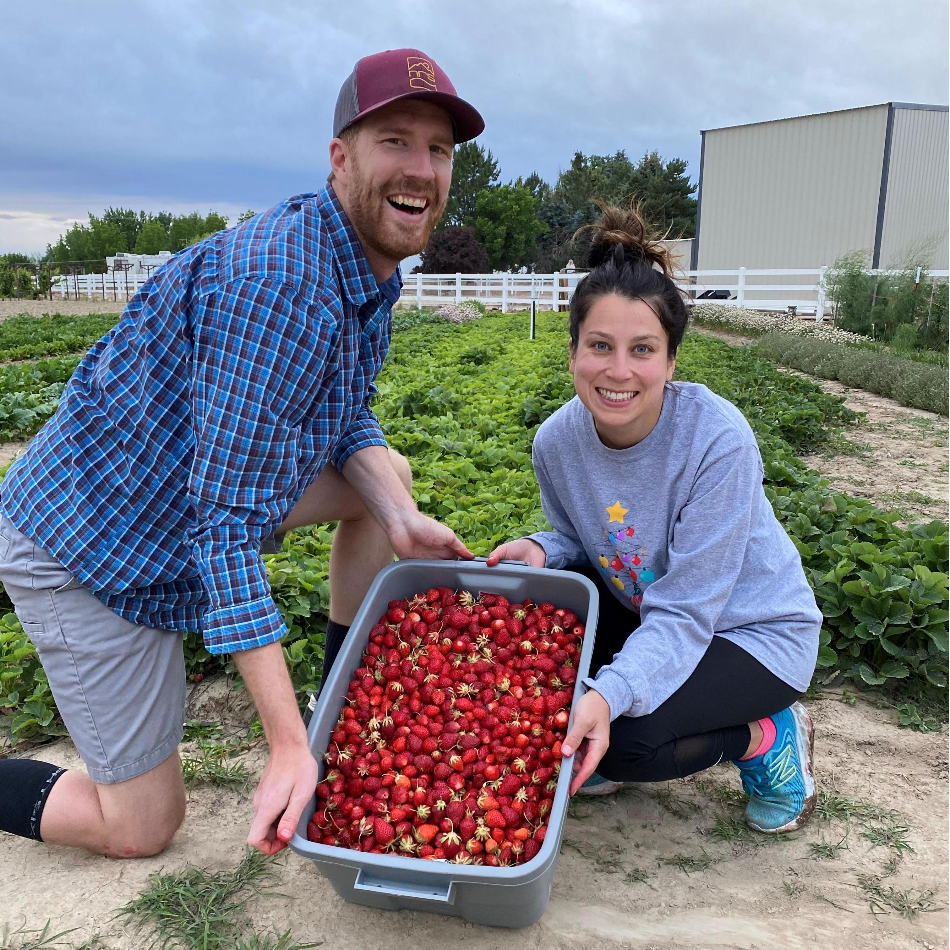 Strawberry picking at a friend's farm - does anyone need any?