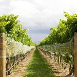 Newport Vineyards / & Taproot Brewing Co.