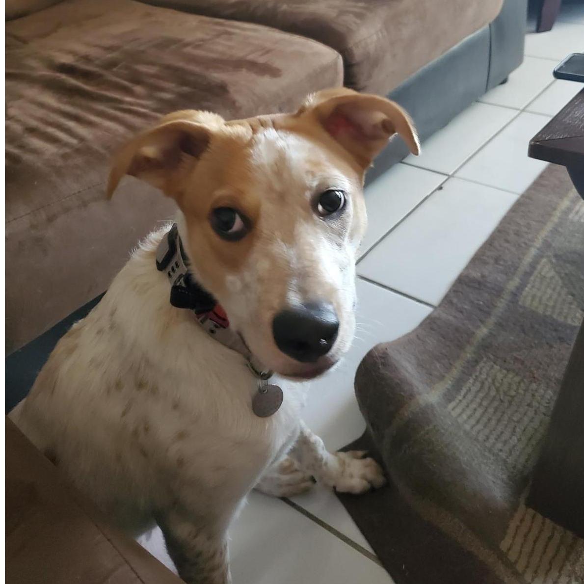 Ruger