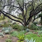 Boyce Thompson Arboretum