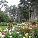 Mendocino Coast Botanical Gardens