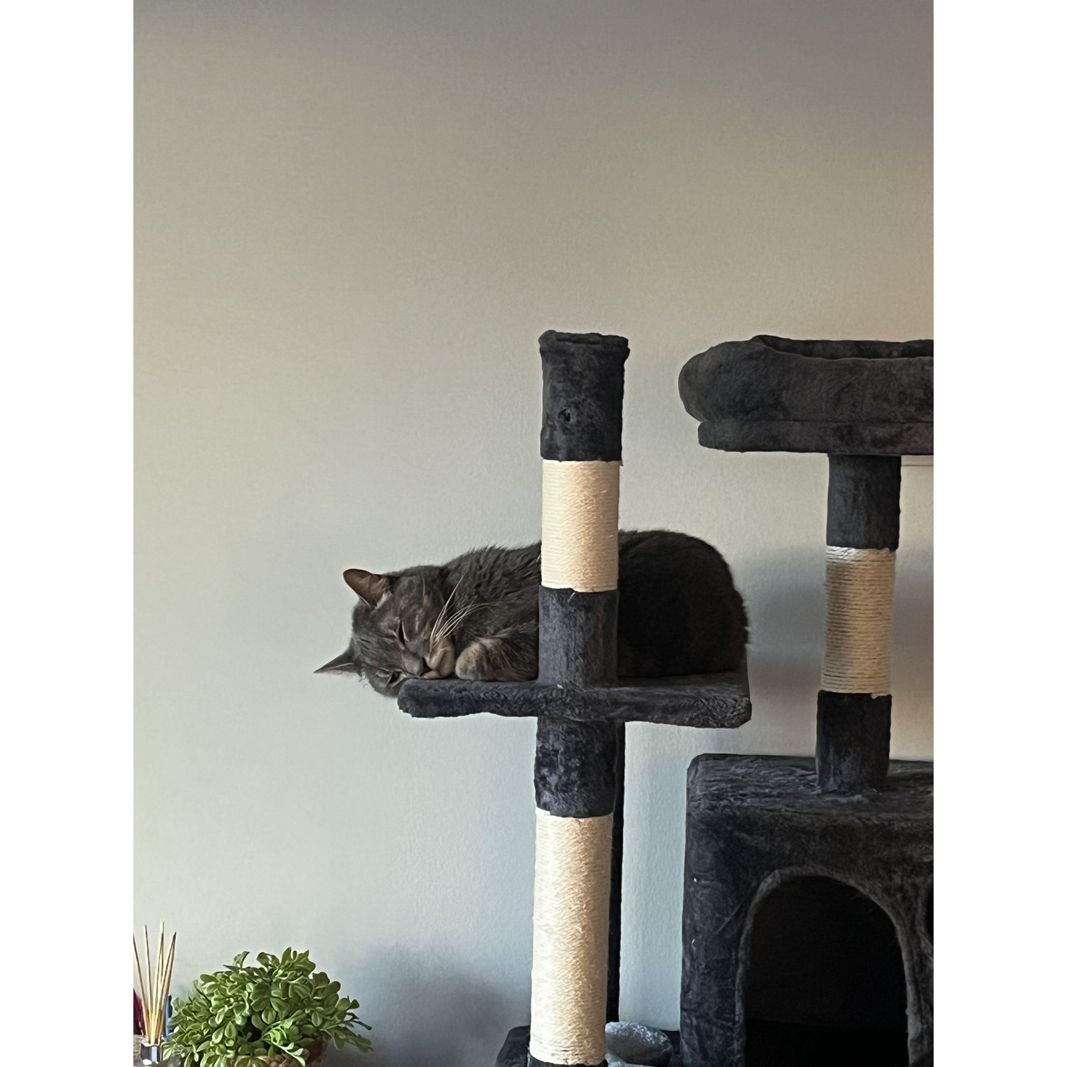 Our sweet boy Ben aka Derek's sidekick.
