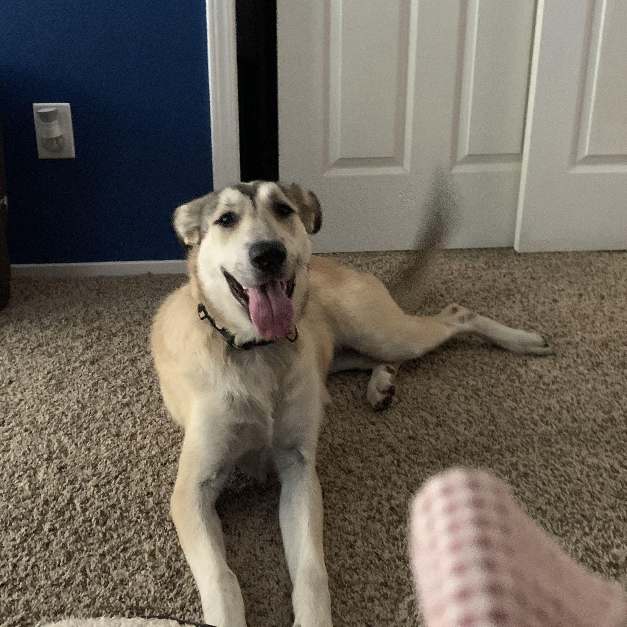 First Dog! (I had to Sneak Her In)