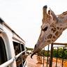 Wild Animal Safari