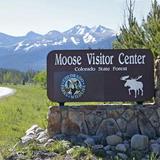 Moose Viewing