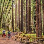 Reinhardt Redwood Regional Park