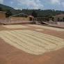 Coffee Farm Tour