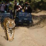 Satpura Tiger Reserve Jeep Safari