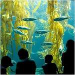 Scripps Aquarium Road