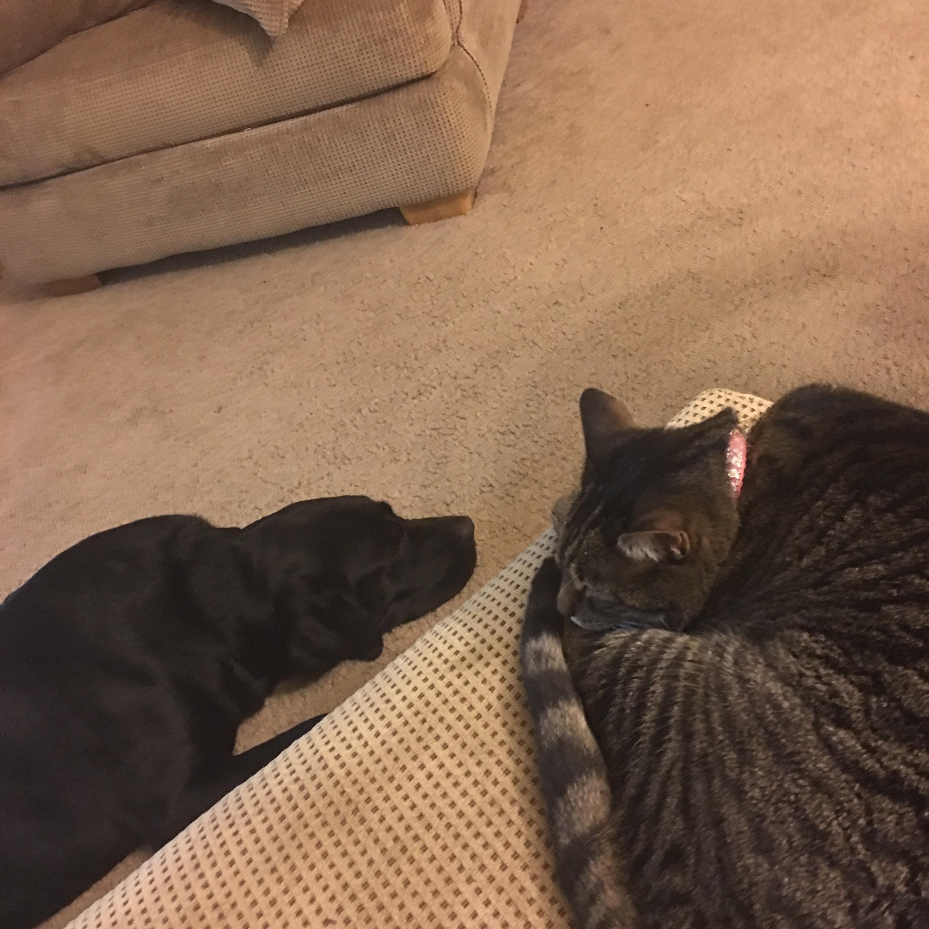 Our babies Jax (the dog) and Nayla (the cat).