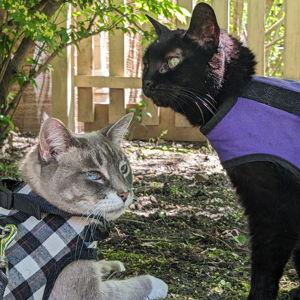 Catio (Cat+Patio) Fund