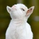 Goat Happy Hour at the Vail Stables