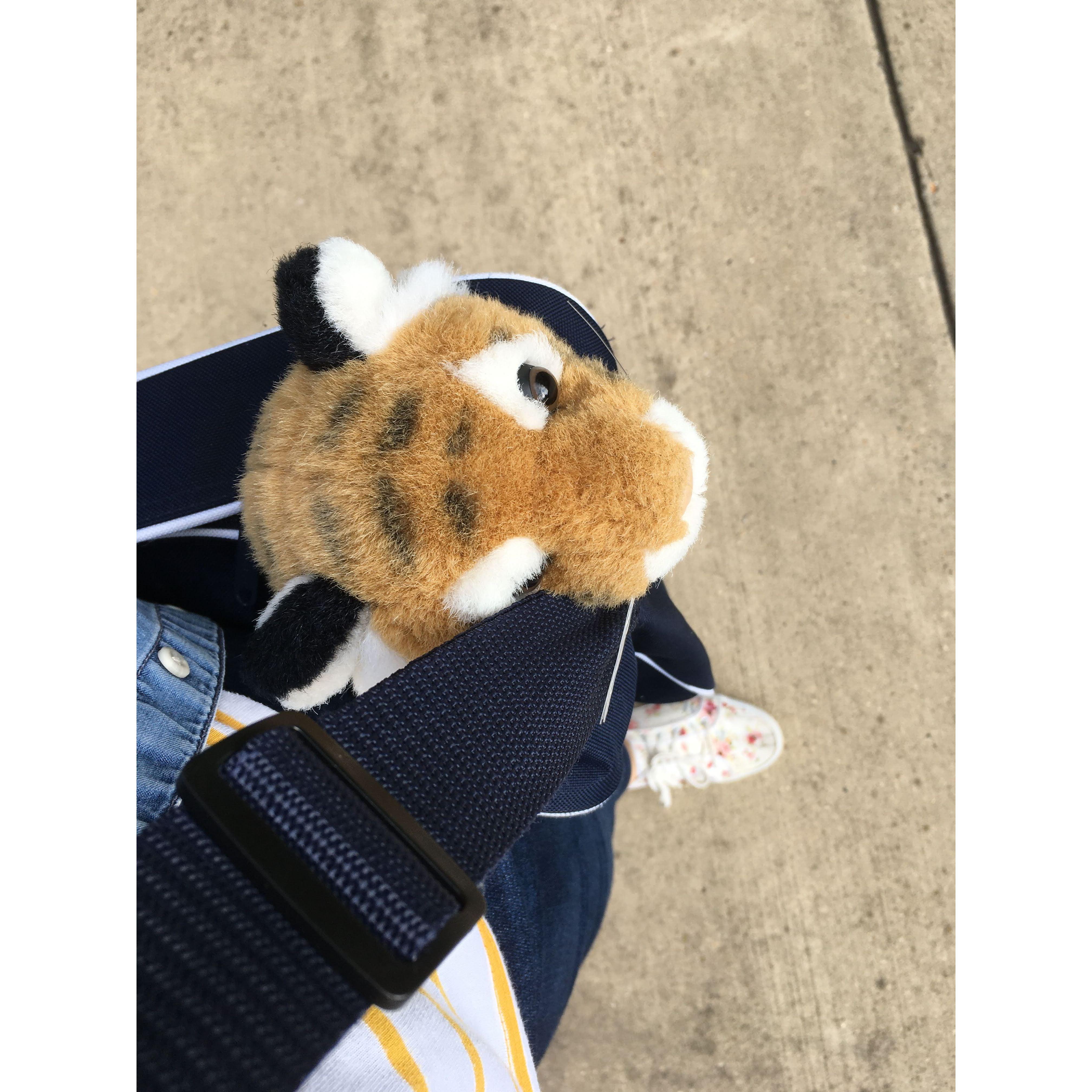 The tigers have always been a part of our love story. Hobbes has spent many stints with Hannah when Joseph wanted to be there instead!