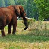 North Carolina Zoo