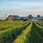 Newport Vineyards