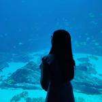 Georgia Aquarium