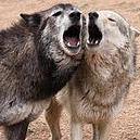 Colorado Wolf and Wildlife Center