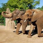 Louisville Zoo