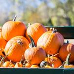 Visit a Pumpkin Patch or Apple Orchard