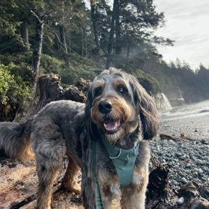Denali's Pet Treat Fund