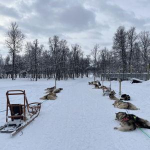 Dogsledding on our Honeymoon!