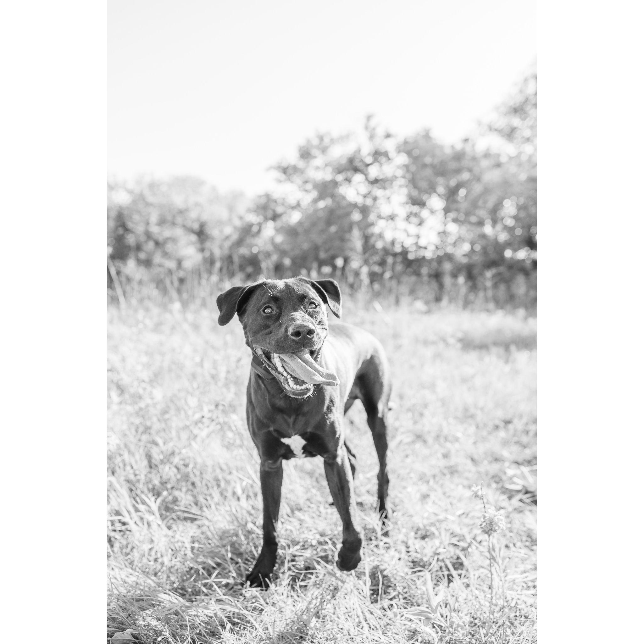 Haley & Hayden's dog, Crüe!