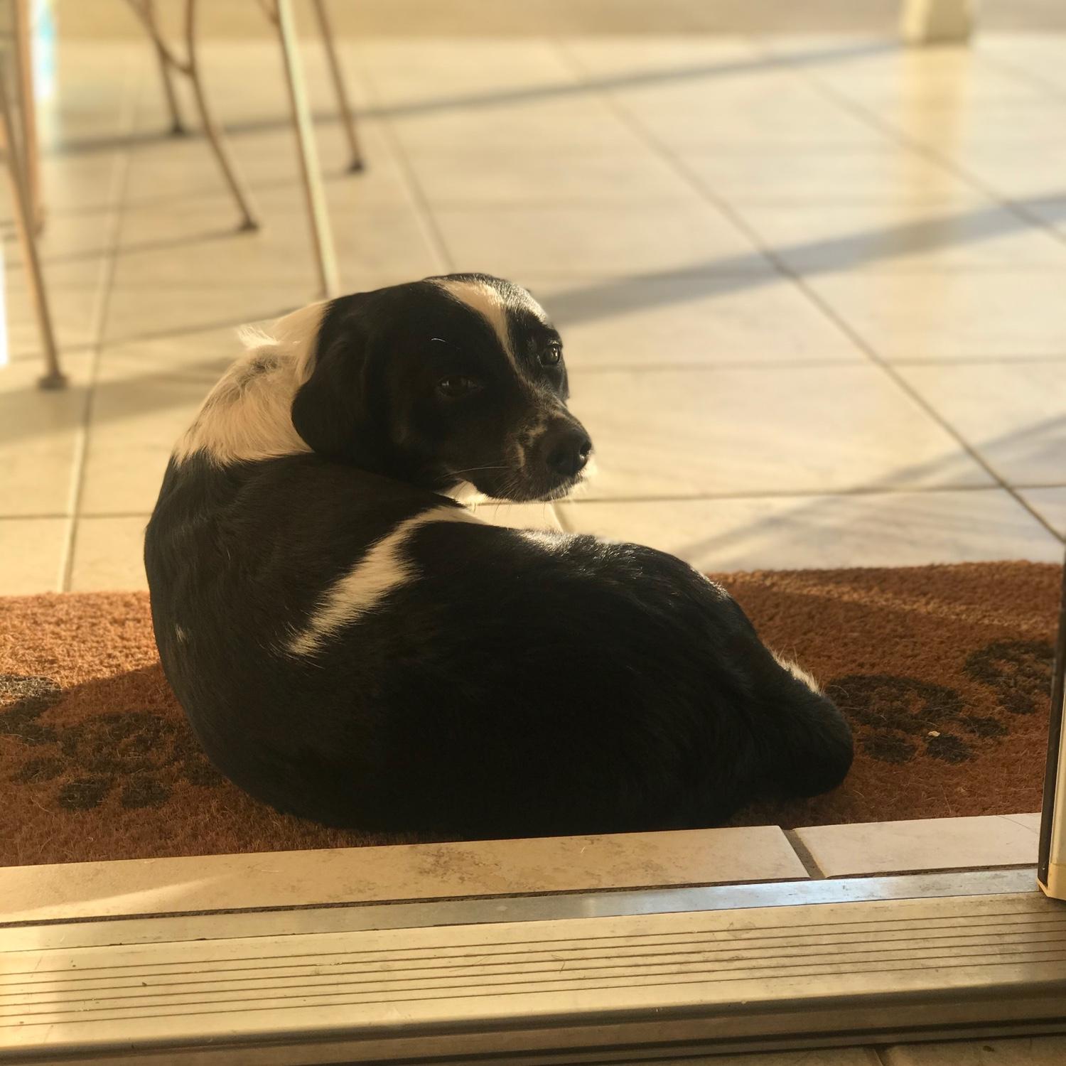 Jack absolutely loves soaking up the sun