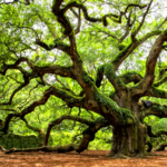 Angel Oak Tree