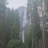 Mariposa Grove of Giant Sequoias