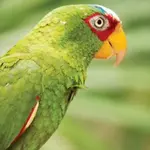 Bird watching and Photography