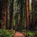 Prairie Creek Redwoods State Park
