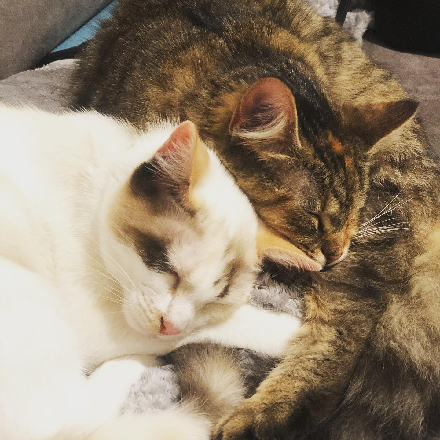 Our beautiful kitties Artemis and Persephone