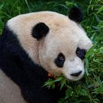 San Diego Zoo