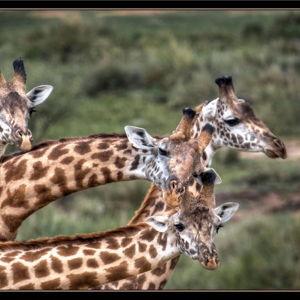 Giraffe Spotting Adventure
