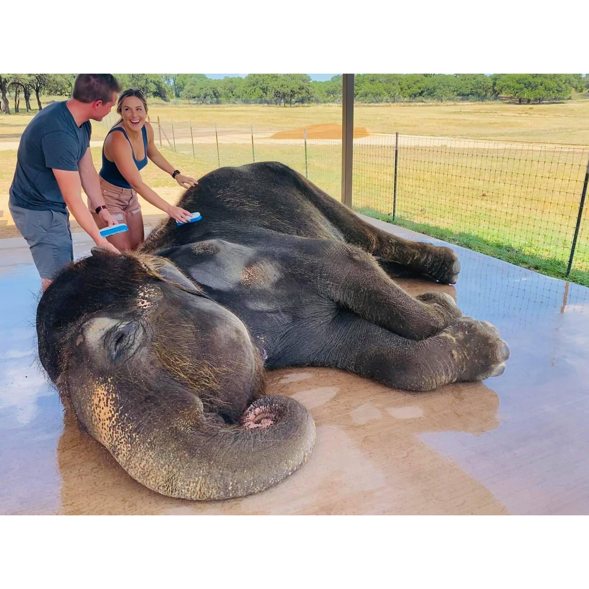 I told Cole elephants are my favorite! He found this super cool place in Fredericksburg and took me on the best date ever! This is when I knew he loved me!