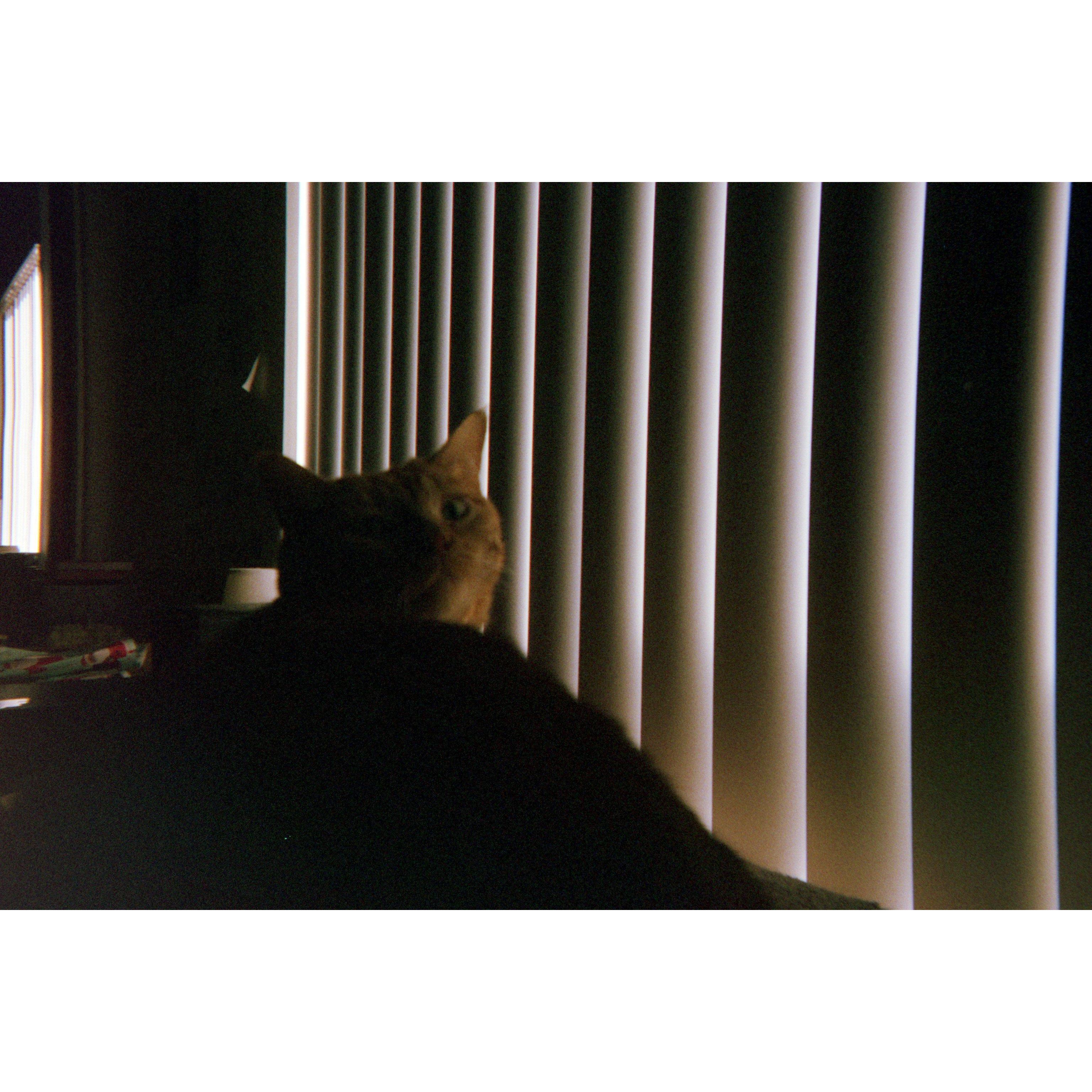 Gavin in 35 mm.