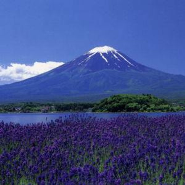 Oishi Park Flower Gardens