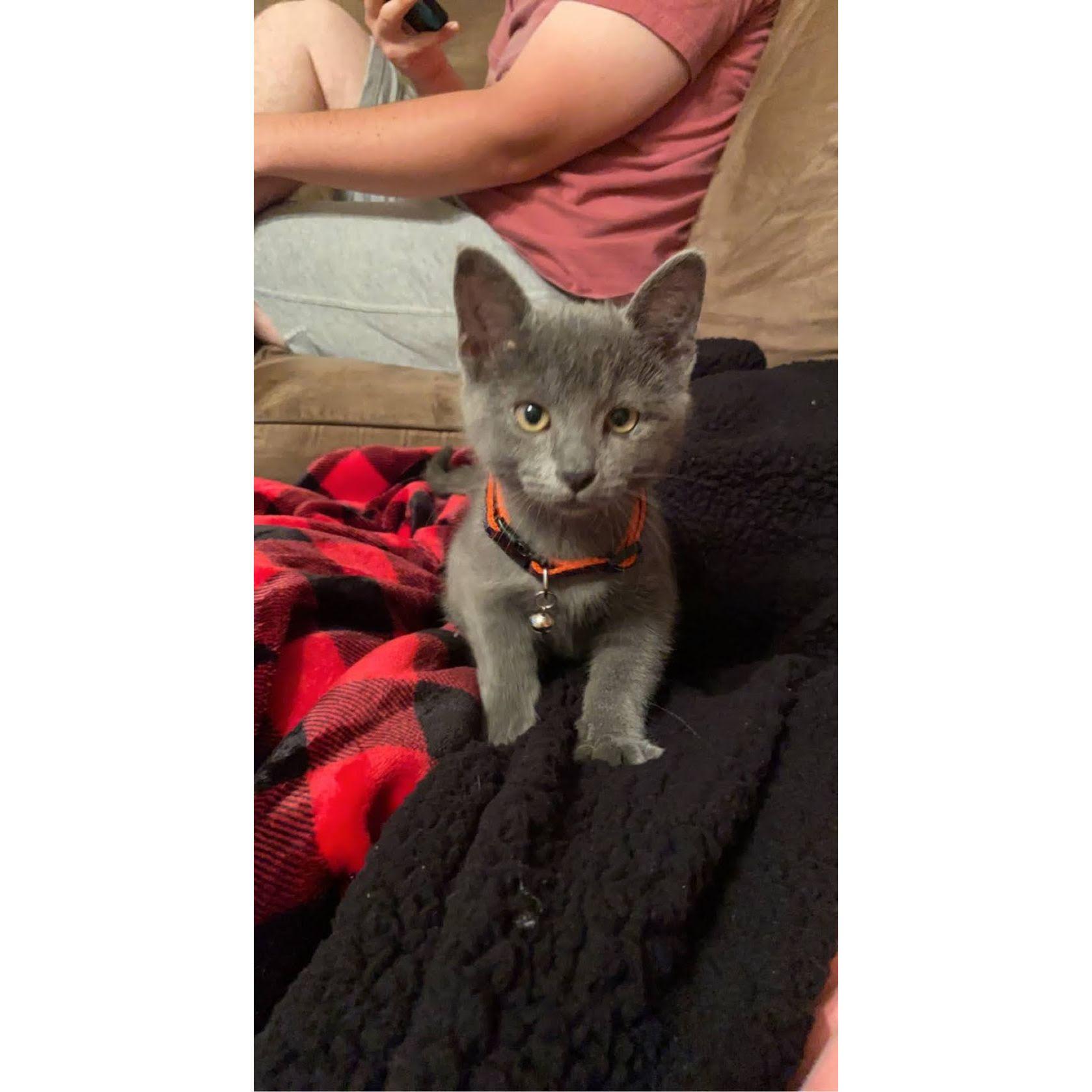 Our first fur baby together!