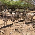 Donkey Sanctuary Aruba