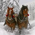 Sleigh Rides