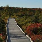 Orono Bog Boardwalk
