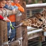 Audubon Zoo