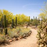 Arizona-Sonora Desert Museum
