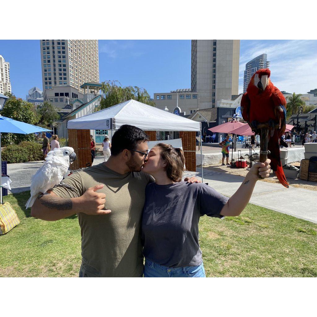 Parrots in San Diego, CA, 2022.